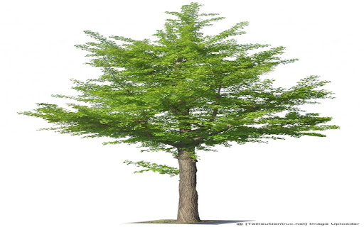 ginkgo tree wallpaper from Chrome web store to be run with OffiDocs Chromium online ginkgo tree wallpaper from Chrome web store to be run with OffiDocs Chromium online