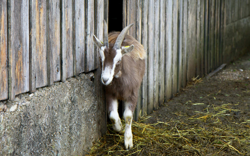 Goat on the farm from Chrome web store to be run with OffiDocs Chromium online Goat on the farm from Chrome web store to be run with OffiDocs Chromium online