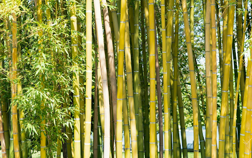 Golden Bamboo Forest from Chrome web store to be run with OffiDocs Chromium online Golden Bamboo Forest from Chrome web store to be run with OffiDocs Chromium online