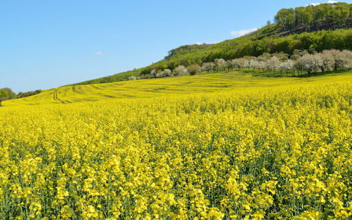 Golden Bloom from Chrome web store to be run with OffiDocs Chromium online Golden Bloom from Chrome web store to be run with OffiDocs Chromium online