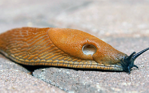 Golden Brown Snail from Chrome web store to be run with OffiDocs Chromium online Golden Brown Snail from Chrome web store to be run with OffiDocs Chromium online