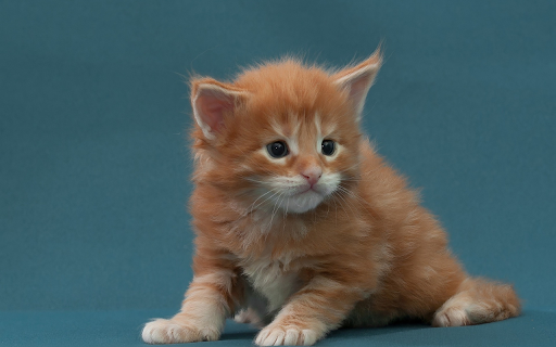 Golden cat from Chrome web store to be run with OffiDocs Chromium online Golden cat from Chrome web store to be run with OffiDocs Chromium online