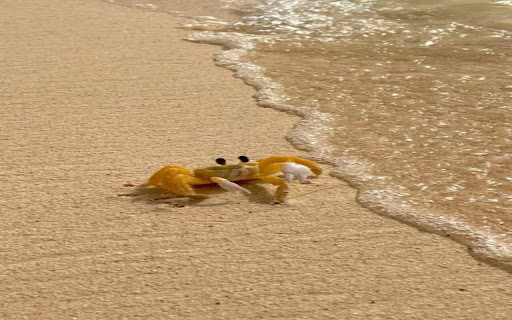 Golden crab wallpaper in the sand from Chrome web store to be run with OffiDocs Chromium online Golden crab wallpaper in the sand from Chrome web store to be run with OffiDocs Chromium online