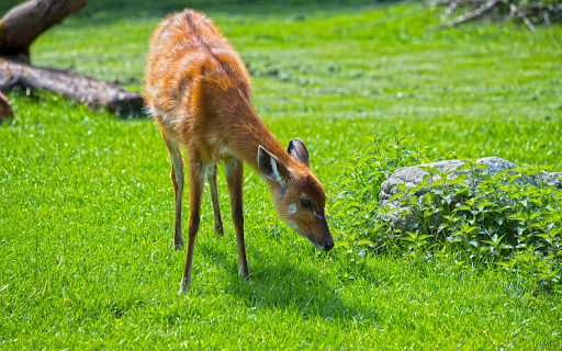 Golden Deer on Green Grass from Chrome web store to be run with OffiDocs Chromium online Golden Deer on Green Grass from Chrome web store to be run with OffiDocs Chromium online