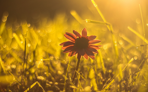 Golden Hour Bloom from Chrome web store to be run with OffiDocs Chromium online Golden Hour Bloom from Chrome web store to be run with OffiDocs Chromium online