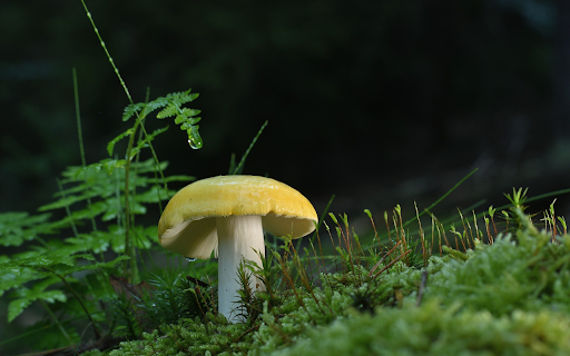 Golden mushroom from Chrome web store to be run with OffiDocs Chromium online Golden mushroom from Chrome web store to be run with OffiDocs Chromium online