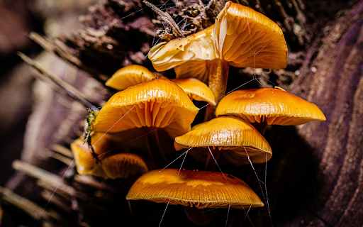 Golden mushrooms from Chrome web store to be run with OffiDocs Chromium online Golden mushrooms from Chrome web store to be run with OffiDocs Chromium online