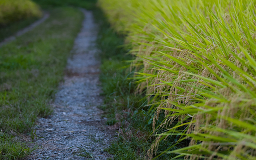 Golden rice fields laden with flowers from Chrome web store to be run with OffiDocs Chromium online Golden rice fields laden with flowers from Chrome web store to be run with OffiDocs Chromium online
