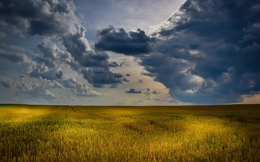 Golden ripe rice fields from Chrome web store to be run with OffiDocs Chromium online Golden ripe rice fields from Chrome web store to be run with OffiDocs Chromium online