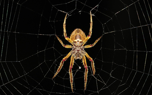 Golden spider from Chrome web store to be run with OffiDocs Chromium online Golden spider from Chrome web store to be run with OffiDocs Chromium online