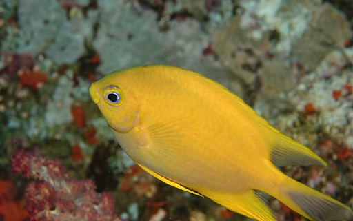 Goldfish Under the Sea from Chrome web store to be run with OffiDocs Chromium online Goldfish Under the Sea from Chrome web store to be run with OffiDocs Chromium online