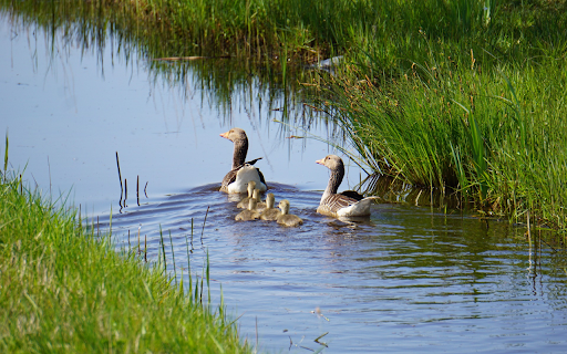 Goose family from Chrome web store to be run with OffiDocs Chromium online Goose family from Chrome web store to be run with OffiDocs Chromium online