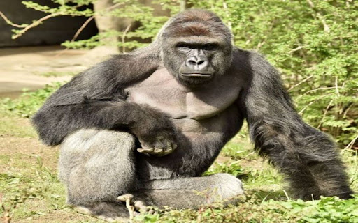 Gorilla Wallpaper from Chrome web store to be run with OffiDocs Chromium online Gorilla Wallpaper from Chrome web store to be run with OffiDocs Chromium online