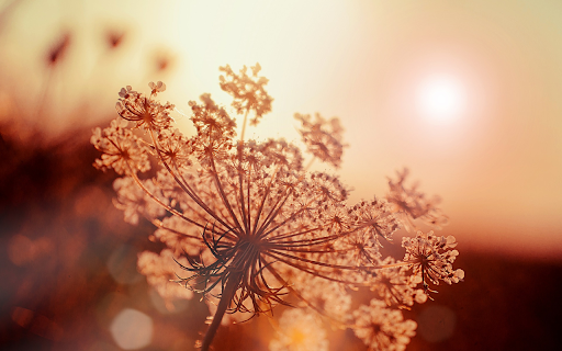 Grass flowers in the sun from Chrome web store to be run with OffiDocs Chromium online Grass flowers in the sun from Chrome web store to be run with OffiDocs Chromium online