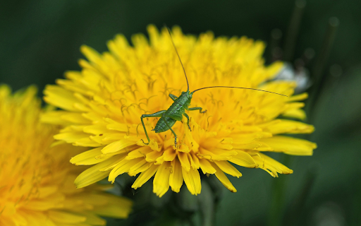 Grasshopper and Daisy from Chrome web store to be run with OffiDocs Chromium online Grasshopper and Daisy from Chrome web store to be run with OffiDocs Chromium online