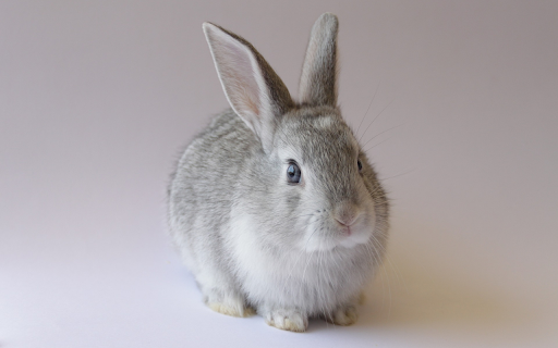 Gray and white bunny from Chrome web store to be run with OffiDocs Chromium online Gray and white bunny from Chrome web store to be run with OffiDocs Chromium online