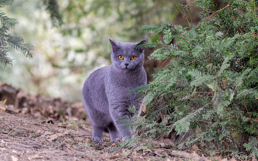 Gray British Shorthair cat from Chrome web store to be run with OffiDocs Chromium online Gray British Shorthair cat from Chrome web store to be run with OffiDocs Chromium online