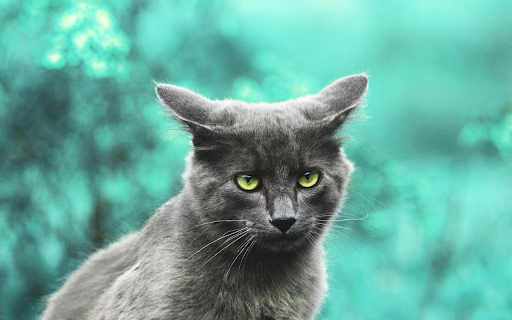 Gray Cat in Focus from Chrome web store to be run with OffiDocs Chromium online Gray Cat in Focus from Chrome web store to be run with OffiDocs Chromium online