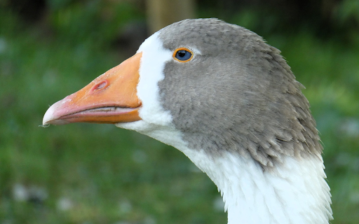 Gray goose from Chrome web store to be run with OffiDocs Chromium online Gray goose from Chrome web store to be run with OffiDocs Chromium online