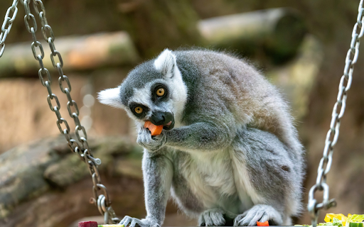 Gray Lemur from Chrome web store to be run with OffiDocs Chromium online Gray Lemur from Chrome web store to be run with OffiDocs Chromium online
