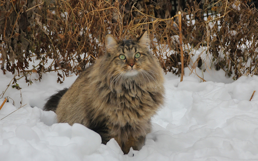 Gray Pug from Chrome web store to be run with OffiDocs Chromium online Gray Pug from Chrome web store to be run with OffiDocs Chromium online