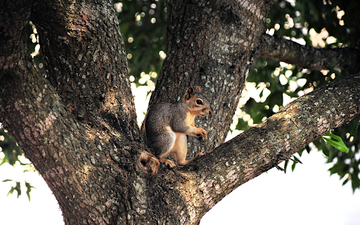 Gray squirrel climbing tree from Chrome web store to be run with OffiDocs Chromium online Gray squirrel climbing tree from Chrome web store to be run with OffiDocs Chromium online