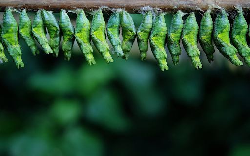Green cocoons on the tree from Chrome web store to be run with OffiDocs Chromium online Green cocoons on the tree from Chrome web store to be run with OffiDocs Chromium online