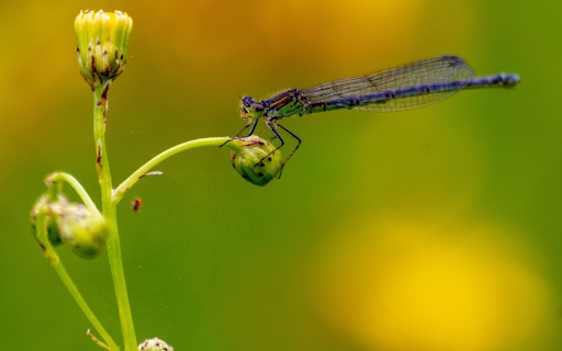 Green damselfly on a flower bud from Chrome web store to be run with OffiDocs Chromium online Green damselfly on a flower bud from Chrome web store to be run with OffiDocs Chromium online