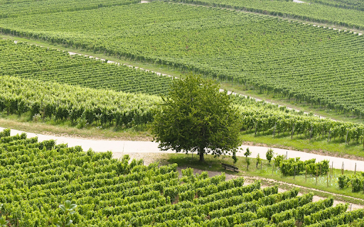 Green Farm from Chrome web store to be run with OffiDocs Chromium online Green Farm from Chrome web store to be run with OffiDocs Chromium online