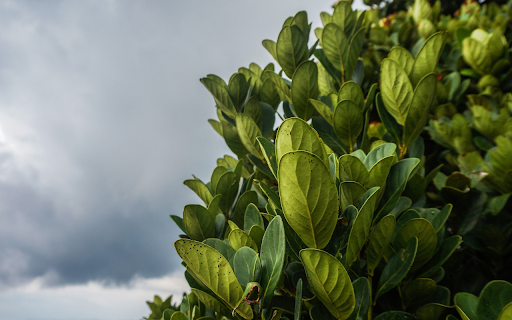 Green foliage from Chrome web store to be run with OffiDocs Chromium online Green foliage from Chrome web store to be run with OffiDocs Chromium online