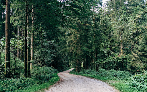 Green Forest Road from Chrome web store to be run with OffiDocs Chromium online Green Forest Road from Chrome web store to be run with OffiDocs Chromium online