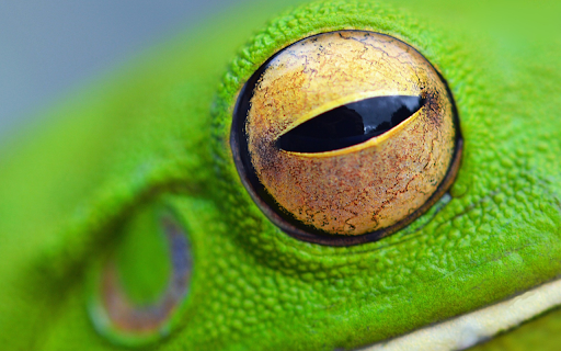 Green frog and yellow eyes from Chrome web store to be run with OffiDocs Chromium online Green frog and yellow eyes from Chrome web store to be run with OffiDocs Chromium online