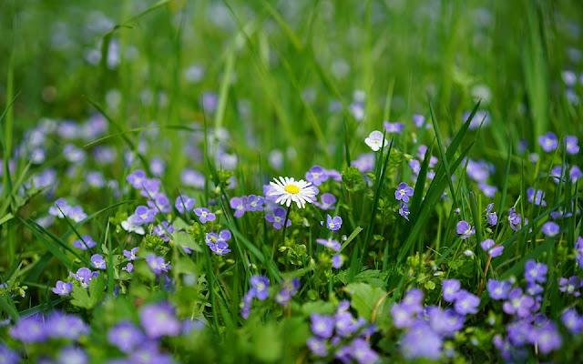 GreenHouses Near Me from Chrome web store to be run with OffiDocs Chromium online GreenHouses Near Me from Chrome web store to be run with OffiDocs Chromium online