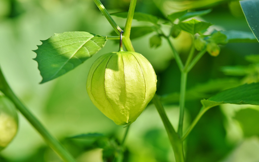 green lantern flower from Chrome web store to be run with OffiDocs Chromium online green lantern flower from Chrome web store to be run with OffiDocs Chromium online