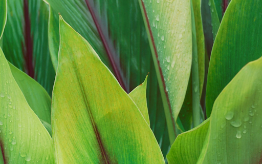 Green Leaves with Purple Veins from Chrome web store to be run with OffiDocs Chromium online Green Leaves with Purple Veins from Chrome web store to be run with OffiDocs Chromium online