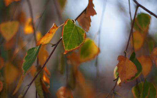 Green leaves with yellow edges from Chrome web store to be run with OffiDocs Chromium online Green leaves with yellow edges from Chrome web store to be run with OffiDocs Chromium online