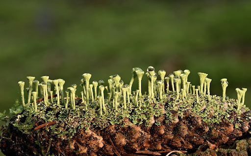 Green Lichens from Chrome web store to be run with OffiDocs Chromium online Green Lichens from Chrome web store to be run with OffiDocs Chromium online