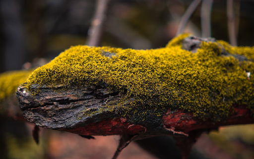 Green moss log from Chrome web store to be run with OffiDocs Chromium online Green moss log from Chrome web store to be run with OffiDocs Chromium online