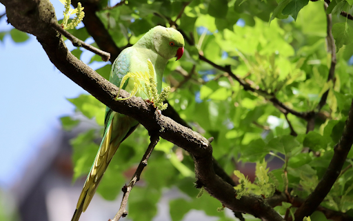 Green parrot and leaves from Chrome web store to be run with OffiDocs Chromium online Green parrot and leaves from Chrome web store to be run with OffiDocs Chromium online