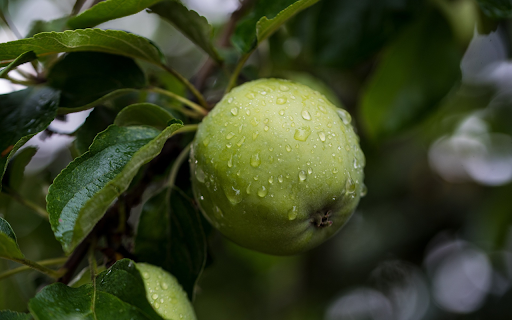 Green persimmon from Chrome web store to be run with OffiDocs Chromium online Green persimmon from Chrome web store to be run with OffiDocs Chromium online