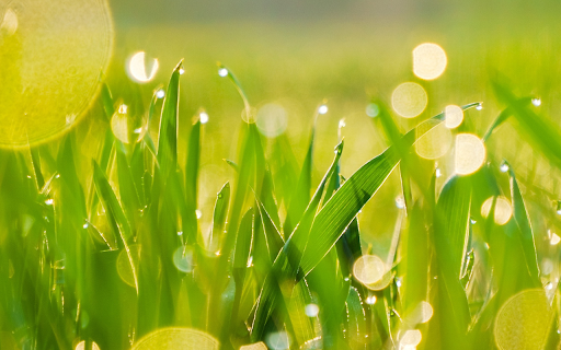 Green Rice in the Sun from Chrome web store to be run with OffiDocs Chromium online Green Rice in the Sun from Chrome web store to be run with OffiDocs Chromium online