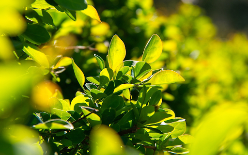 Green sycamore tree from Chrome web store to be run with OffiDocs Chromium online Green sycamore tree from Chrome web store to be run with OffiDocs Chromium online