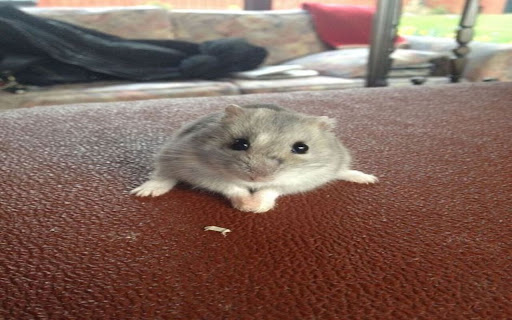 hamster wallpaper from Chrome web store to be run with OffiDocs Chromium online hamster wallpaper from Chrome web store to be run with OffiDocs Chromium online