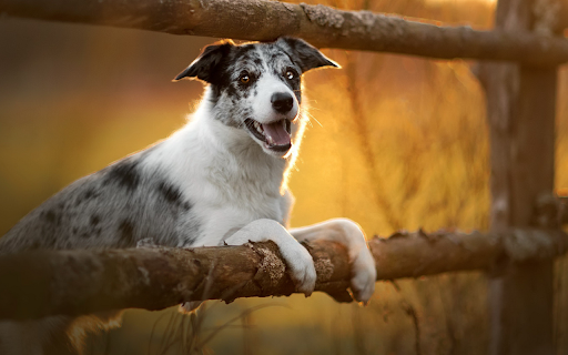 Happy Dog at Sunset from Chrome web store to be run with OffiDocs Chromium online Happy Dog at Sunset from Chrome web store to be run with OffiDocs Chromium online