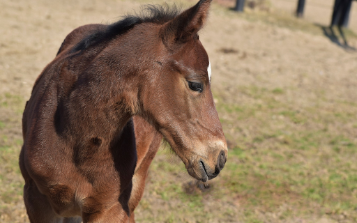 Healthy Brown Horse from Chrome web store to be run with OffiDocs Chromium online Healthy Brown Horse from Chrome web store to be run with OffiDocs Chromium online