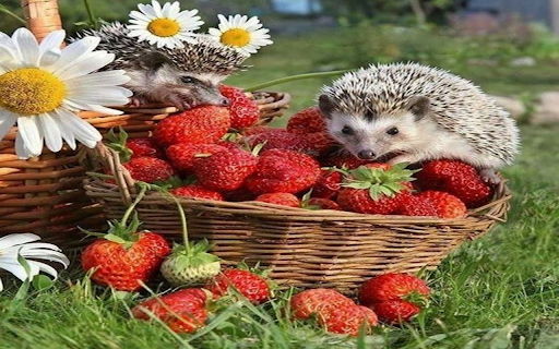 Hedgehog and strawberry basket wallpaper from Chrome web store to be run with OffiDocs Chromium online Hedgehog and strawberry basket wallpaper from Chrome web store to be run with OffiDocs Chromium online