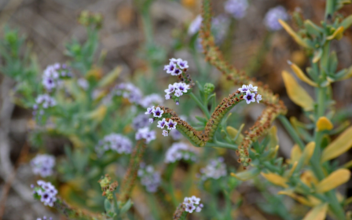Heliotrope flower from Chrome web store to be run with OffiDocs Chromium online Heliotrope flower from Chrome web store to be run with OffiDocs Chromium online