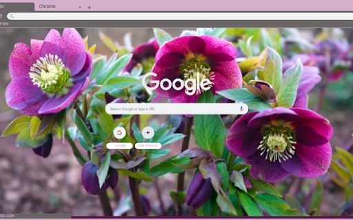 Hellebore from Chrome web store to be run with OffiDocs Chromium online Hellebore from Chrome web store to be run with OffiDocs Chromium online