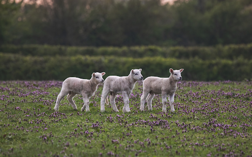 Herd of baby goats from Chrome web store to be run with OffiDocs Chromium online Herd of baby goats from Chrome web store to be run with OffiDocs Chromium online