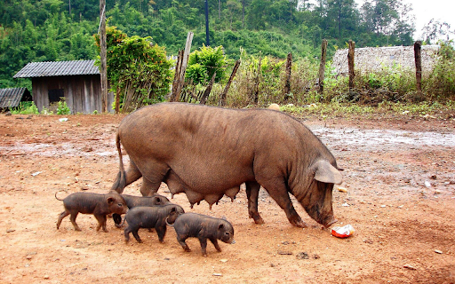Herd of black pigs from Chrome web store to be run with OffiDocs Chromium online Herd of black pigs from Chrome web store to be run with OffiDocs Chromium online